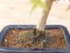 Immagine di Bonsai Acero rosso giapponese