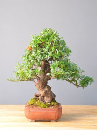Immagine per la categoria Bonsai Piracanta (Pyracantha)