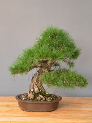 Immagine di Bonsai Pino nero