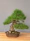 Immagine di Bonsai Pino nero