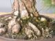 Immagine di Bonsai Pino nero