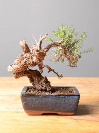 Immagine per la categoria Bonsai Timo (Thymus)