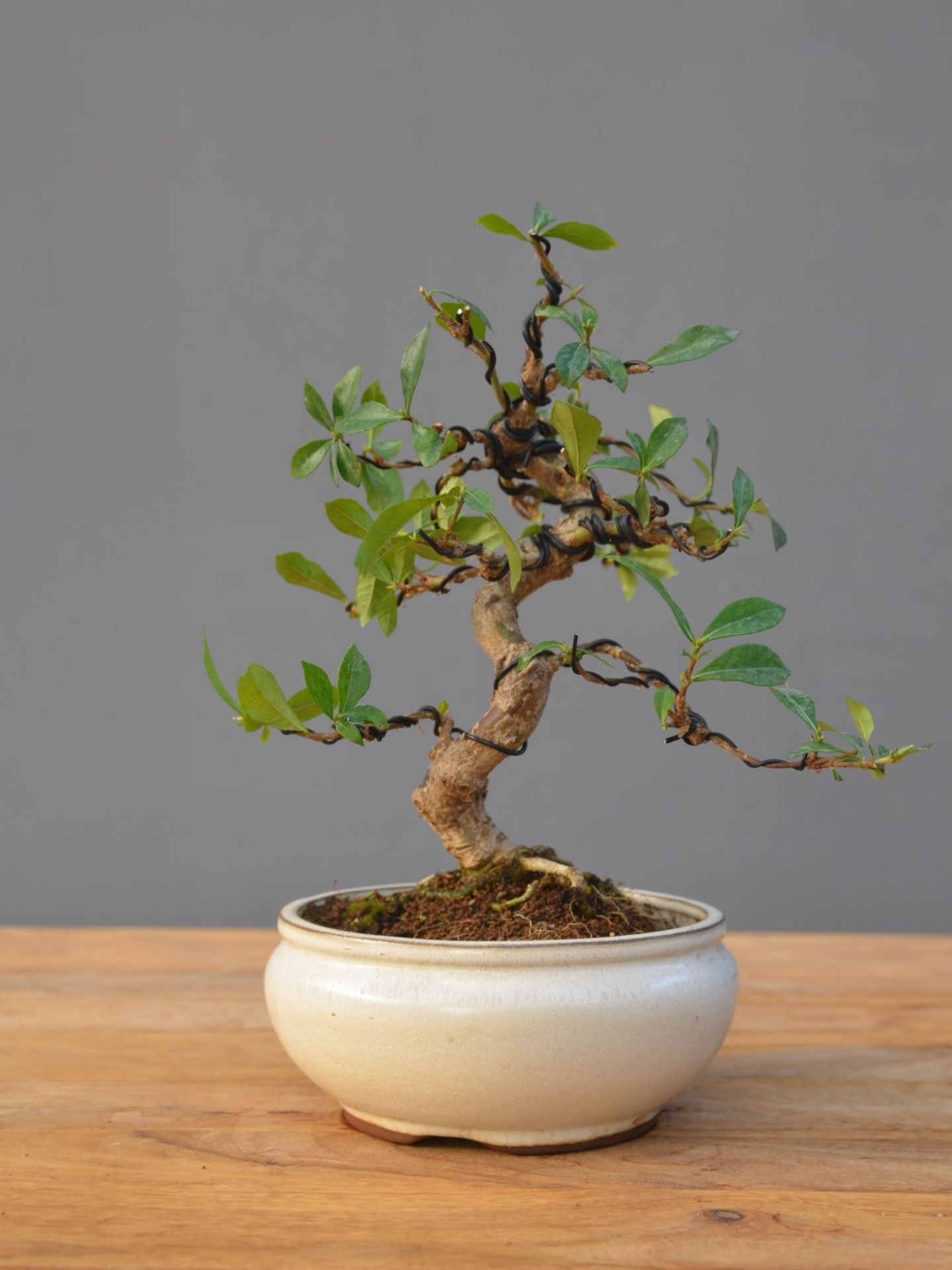 Immagine di Bonsai Gardenia