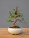 Immagine di Bonsai Gardenia