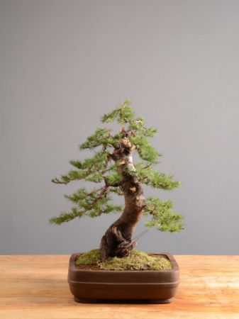 Immagine per la categoria Cedro del Libano (Cedrus libani)