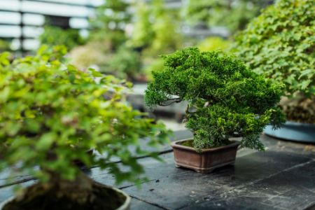 Immagine per la categoria Bonsai