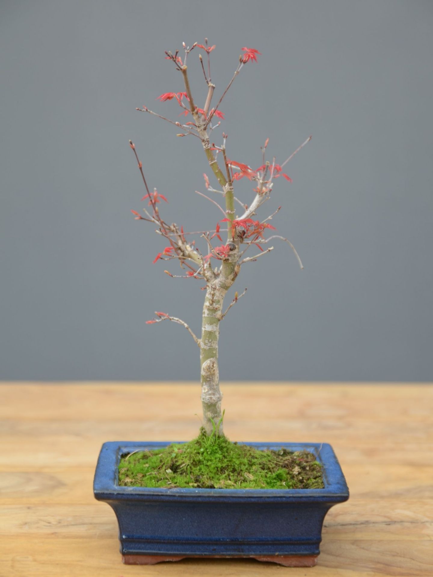 Immagine di Bonsai Acero rosso g.