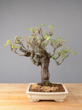 Immagine per la categoria Bonsai Vite (Vitis vinifera)