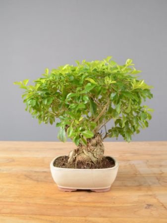 Immagine per la categoria Bonsai Duranta (Duranta rupens)