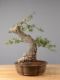 Immagine di Bonsai Quercia