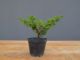 Immagine di Bonsai Ginepro