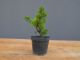 Immagine di Bonsai Ginepro