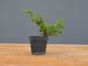 Immagine di Bonsai Ginepro