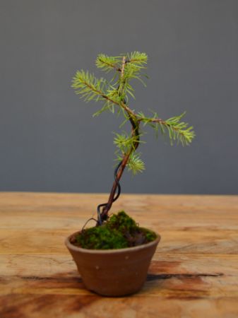 Immagine per la categoria Bonsai Pseudolarice (Pseudolarix amabilis)