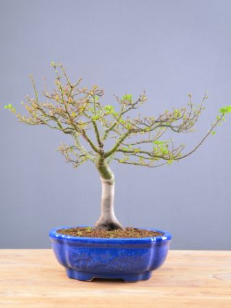 Immagine per la categoria Acer palmatum Shishigashira