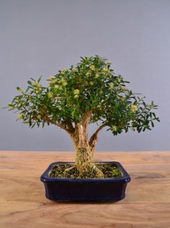 Immagine per la categoria Buxus harlandii