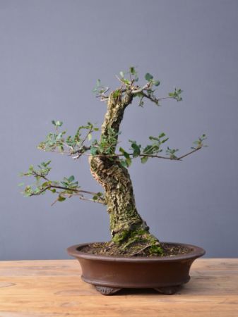 Immagine per la categoria Quercus suber