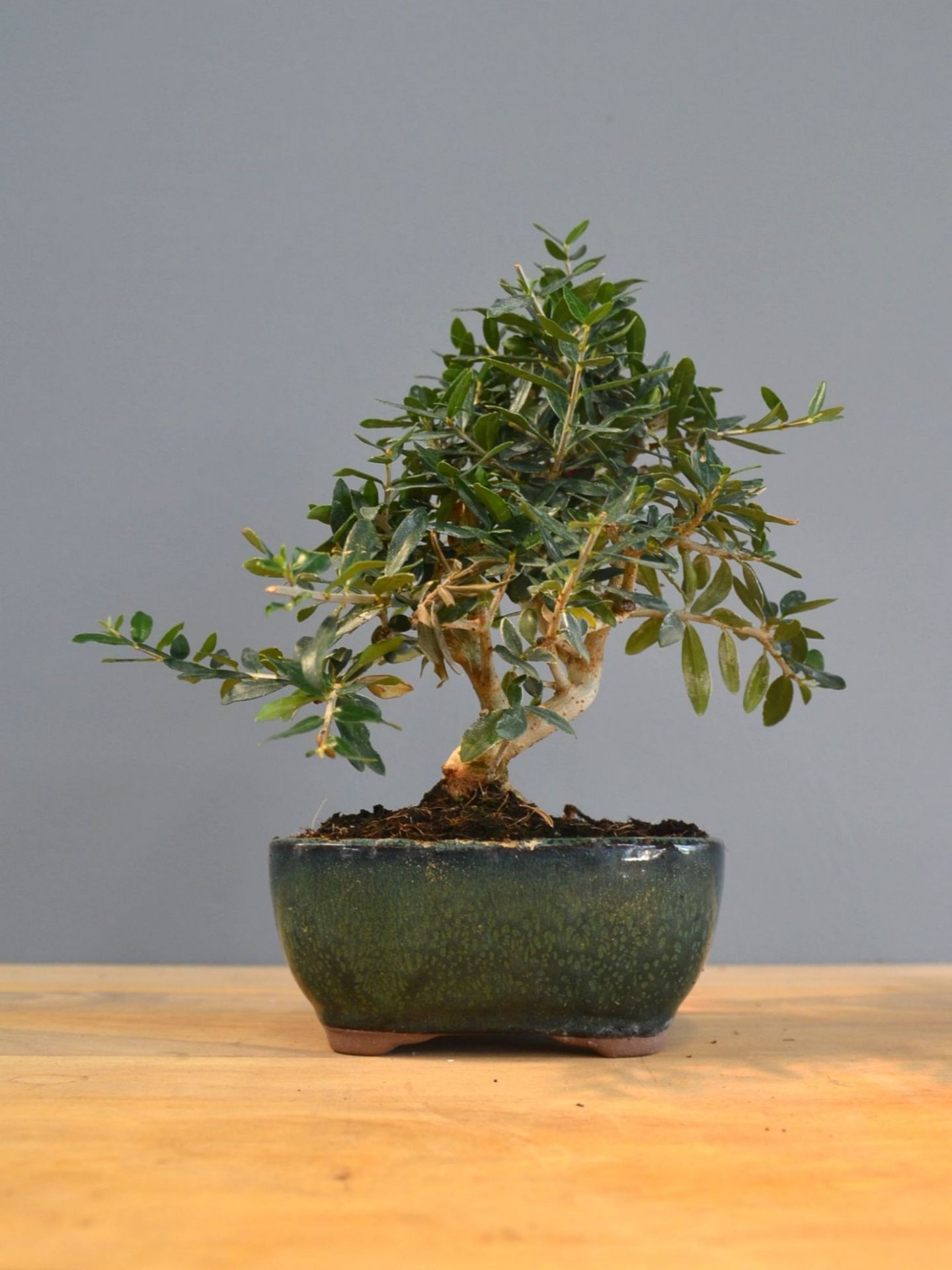 Immagine di Bonsai Olivo 