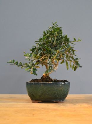 Immagine di Bonsai Olivo 