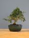 Immagine di Bonsai Olivo 