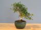 Immagine di Bonsai Olivo 