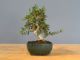 Immagine di Bonsai Olivo 
