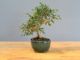 Immagine di Bonsai Olivo 