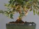 Immagine di Bonsai Olivo 