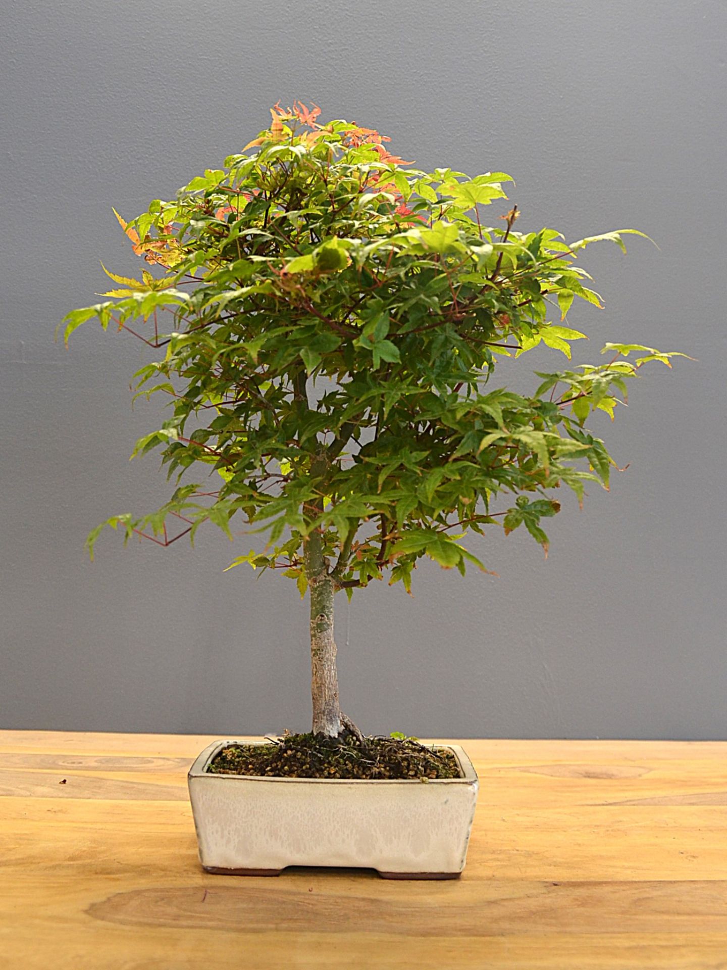 Immagine di Bonsai Acero rosso g.