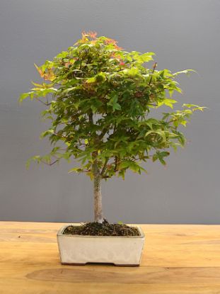 Immagine di Bonsai Acero rosso g.