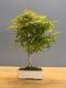 Immagine di Bonsai Acero rosso g.