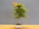 Immagine di Bonsai Acero rosso g.