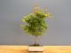 Immagine di Bonsai Acero rosso g.