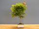 Immagine di Bonsai Acero rosso g.