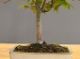 Immagine di Bonsai Acero rosso g.