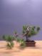 Immagine di Bonsai Pino silvestre