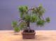 Immagine di Bonsai Pino silvestre
