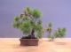 Immagine di Bonsai Pino silvestre