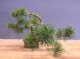 Immagine di Bonsai Pino silvestre
