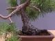 Immagine di Bonsai Pino silvestre
