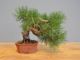 Immagine di Bonsai Pino silvestre