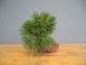 Immagine di Bonsai Pino silvestre