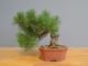 Immagine di Bonsai Pino silvestre