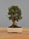 Immagine di Bonsai Olivo