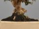 Immagine di Bonsai Olivo