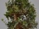Immagine di Bonsai Olivo