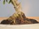 Immagine di Bonsai Olivo
