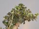Immagine di Bonsai Olivo