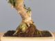 Immagine di Bonsai Olivo