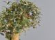 Immagine di Bonsai Olivo